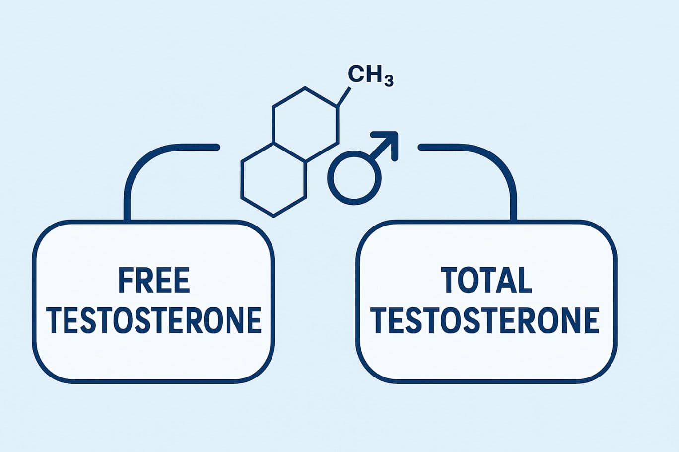 What’s the Difference Between Free and Total Testosterone?